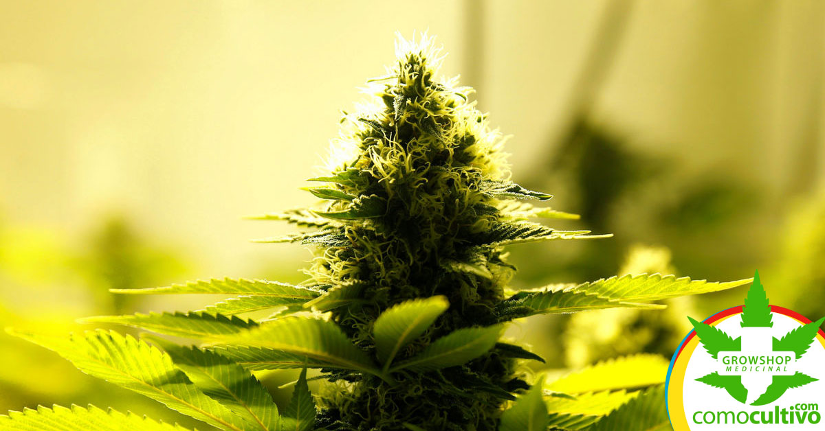 legaliza el Cannabis Medicinal