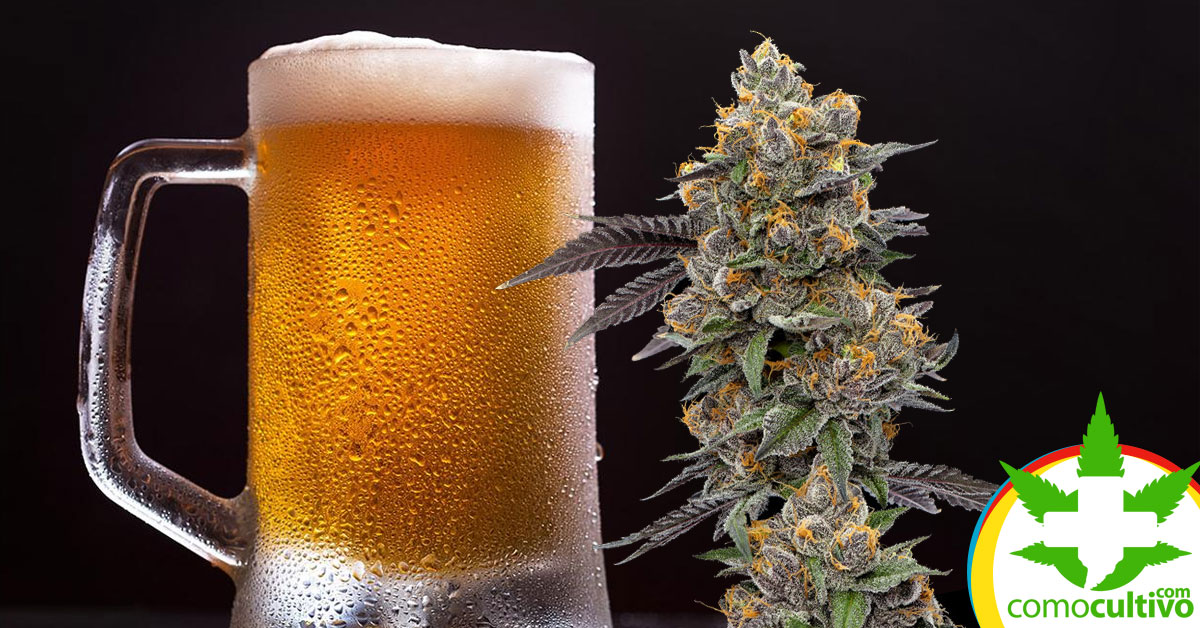 cerveza de cannabis