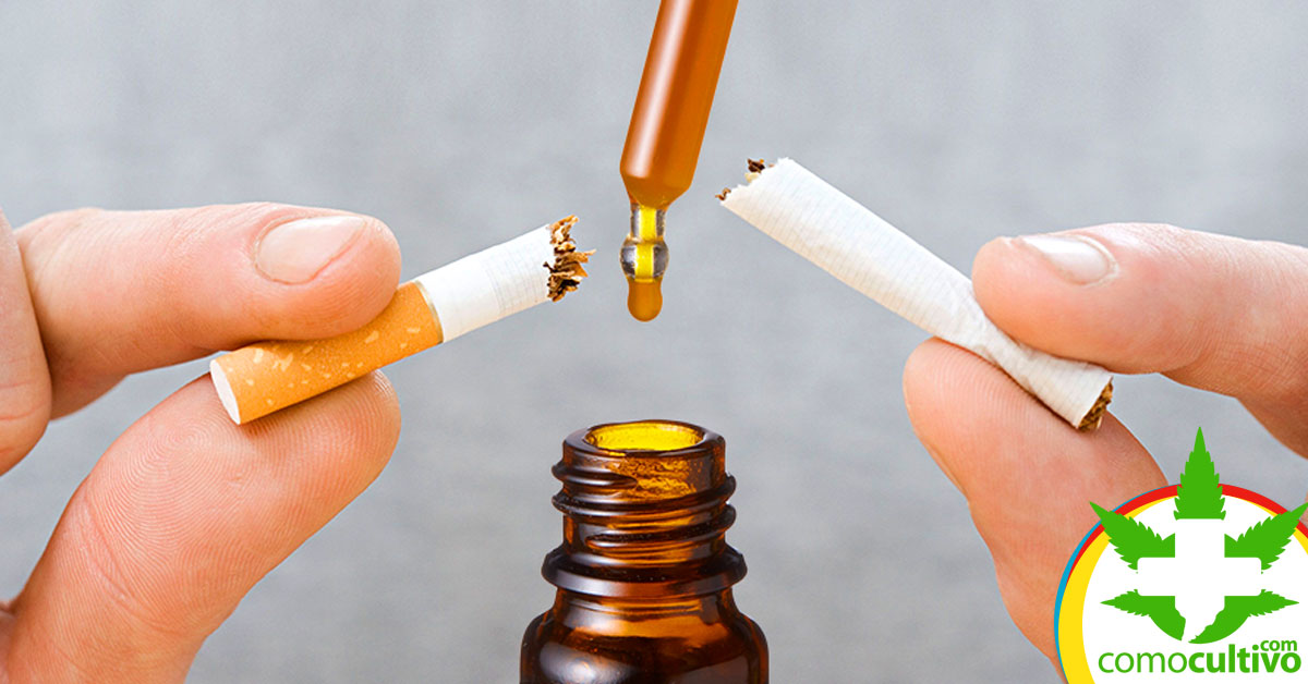 CBD vs Tabaco