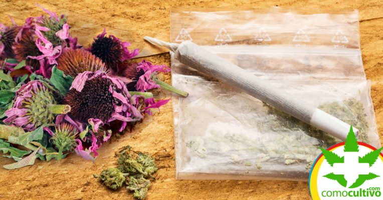 Hierbas para potenciar el Cannabis