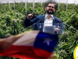 Boric legalizará el Cannabis