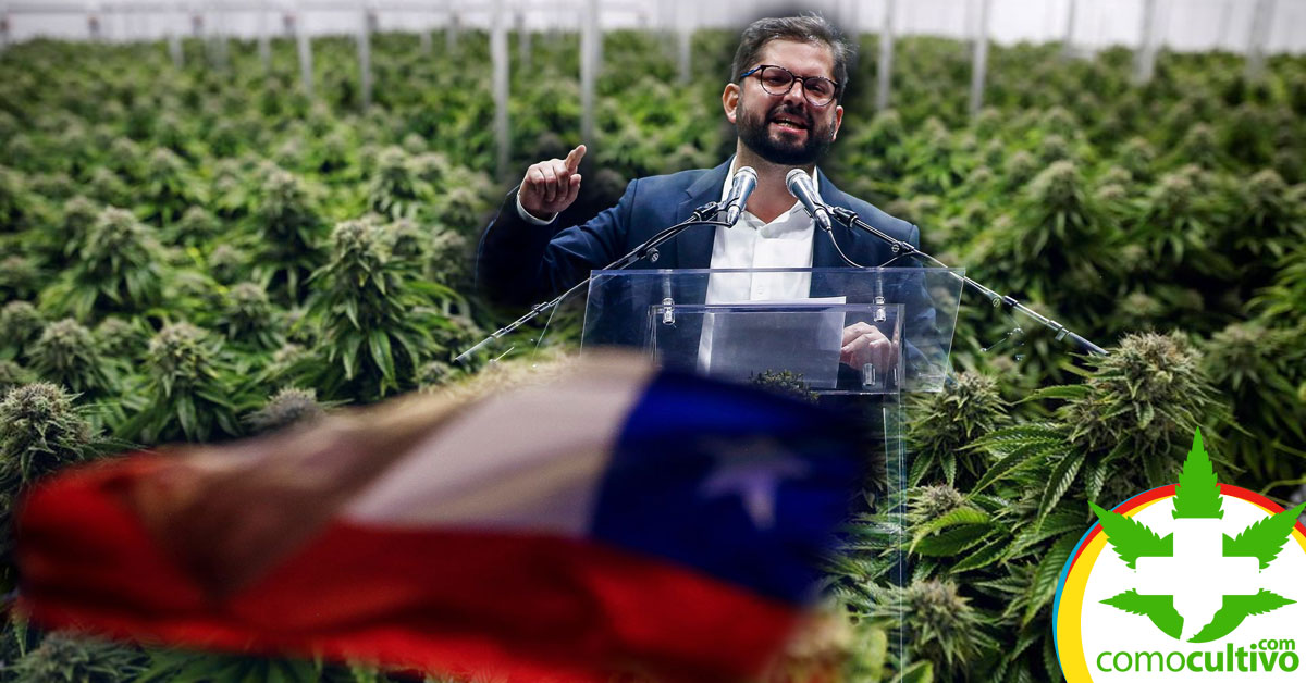 Boric legalizará el Cannabis