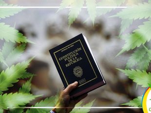 Cannabis a la Constitución