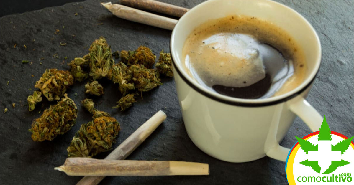 Cannabis y café