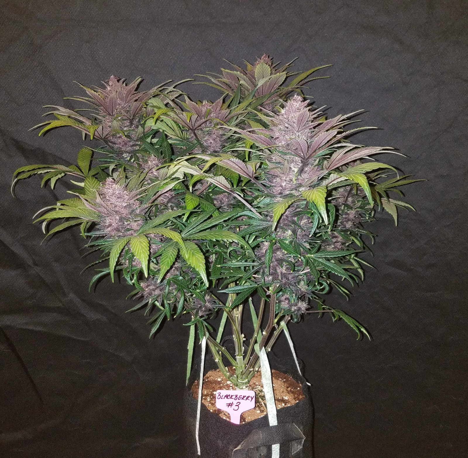 blackberry-fastbuds-2