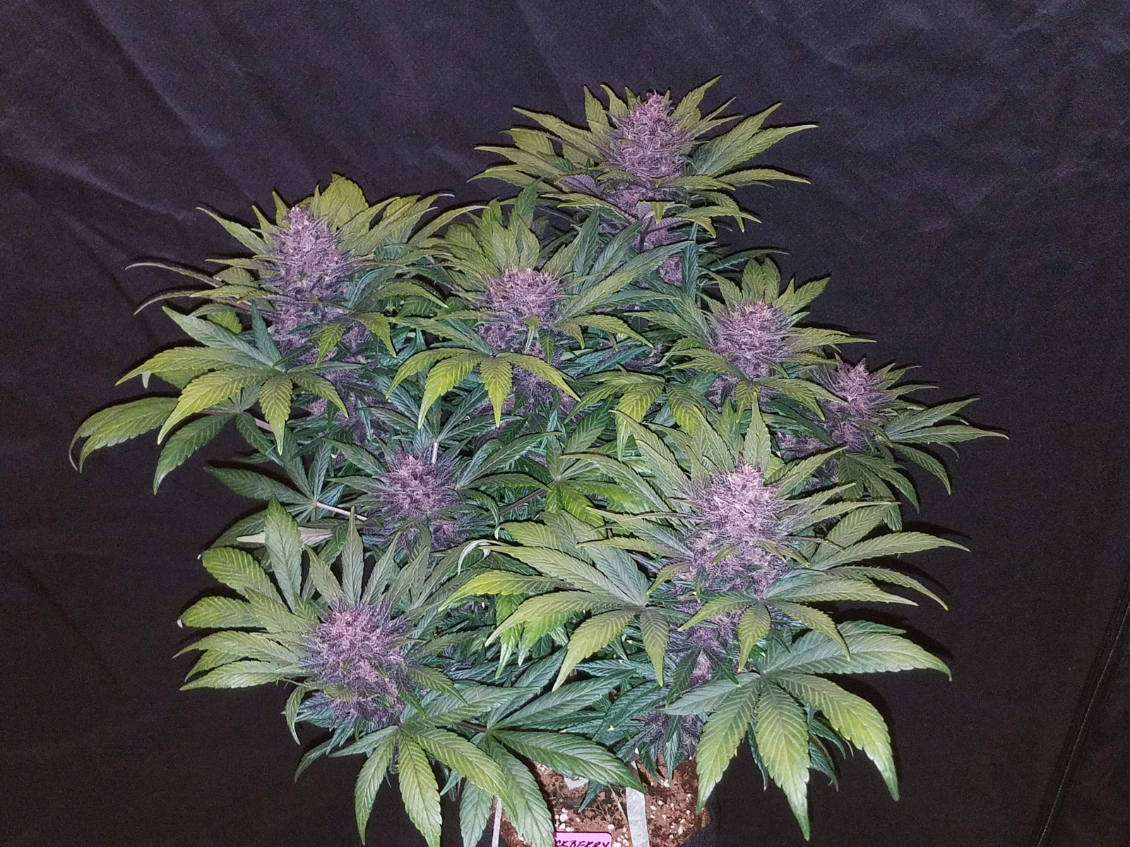 blackberry-fastbuds-3