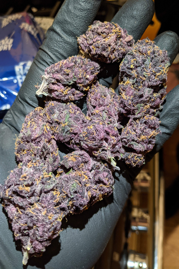 blackberry-fastbuds-cogollos