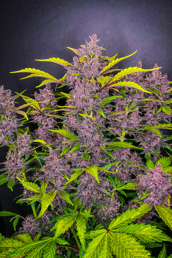 blackberry-fastbuds-flores