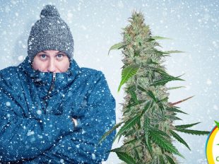 Cannabis contra el frío