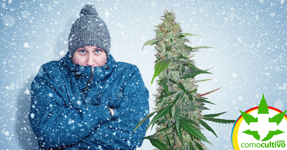 Cannabis contra el frío
