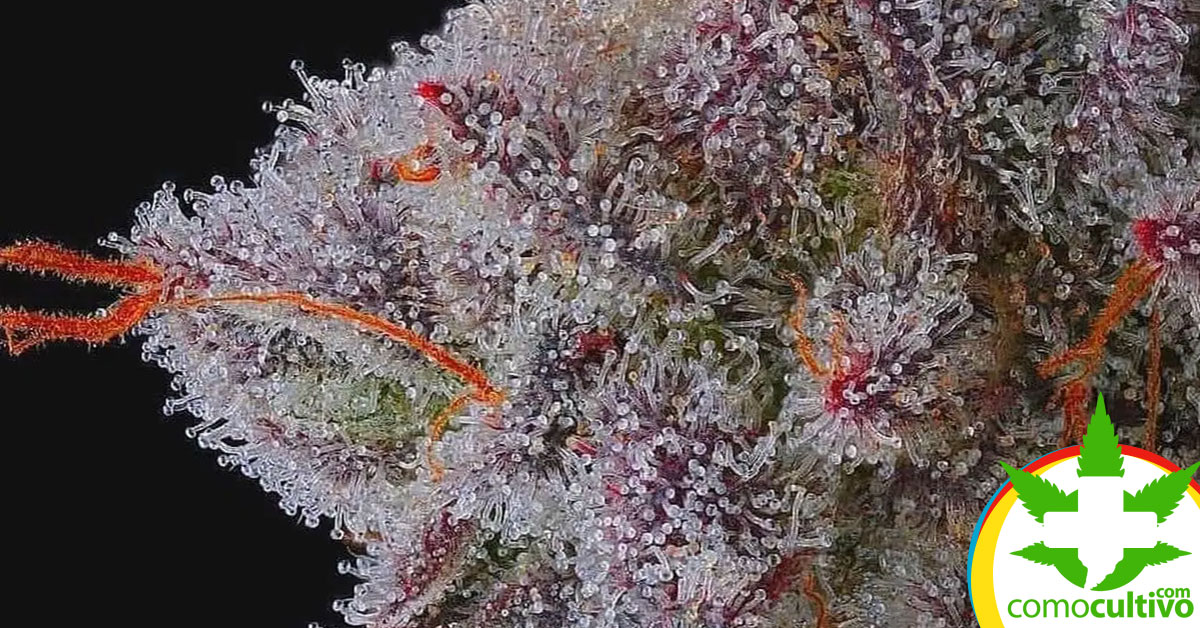 Cannabis Frosty