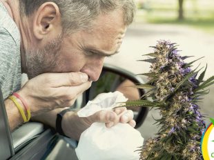 Cannabis contra la Nauseas