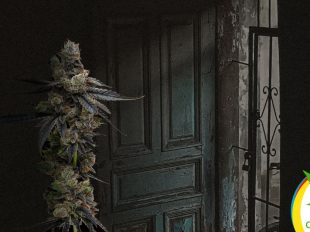 Cannabis no es una droga de "puerta de entrada"