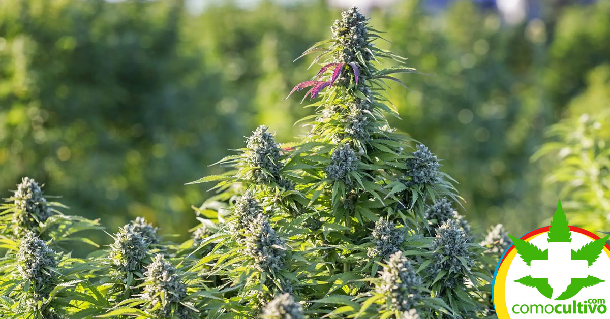 Cuándo Cultivar Cannabis en Exterior