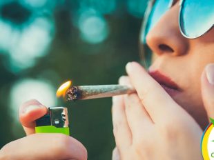 Fumar Cannabis alta en CBD