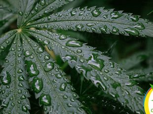 cuidar tu planta ante exceso de lluvias