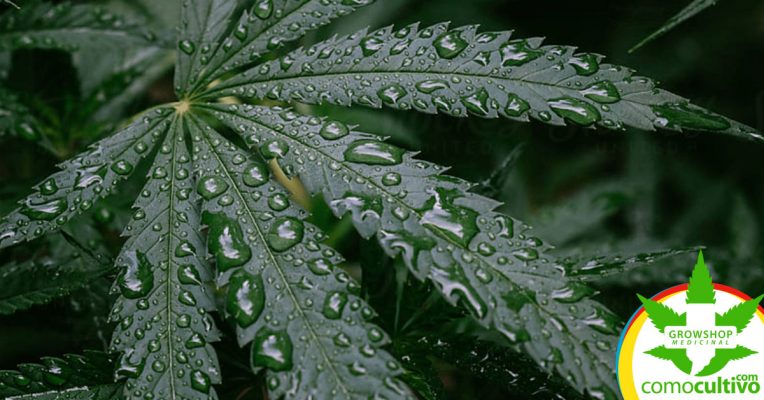 cuidar tu planta ante exceso de lluvias
