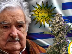 legalización de la marihuana en Uruguay