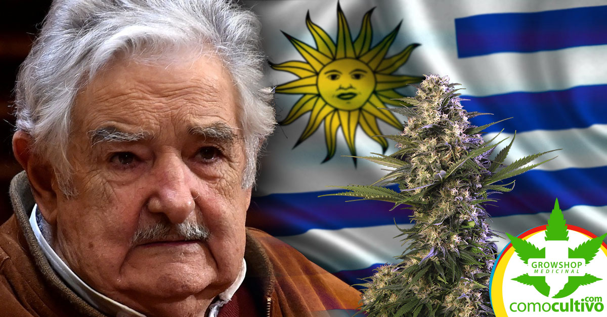 legalización de la marihuana en Uruguay