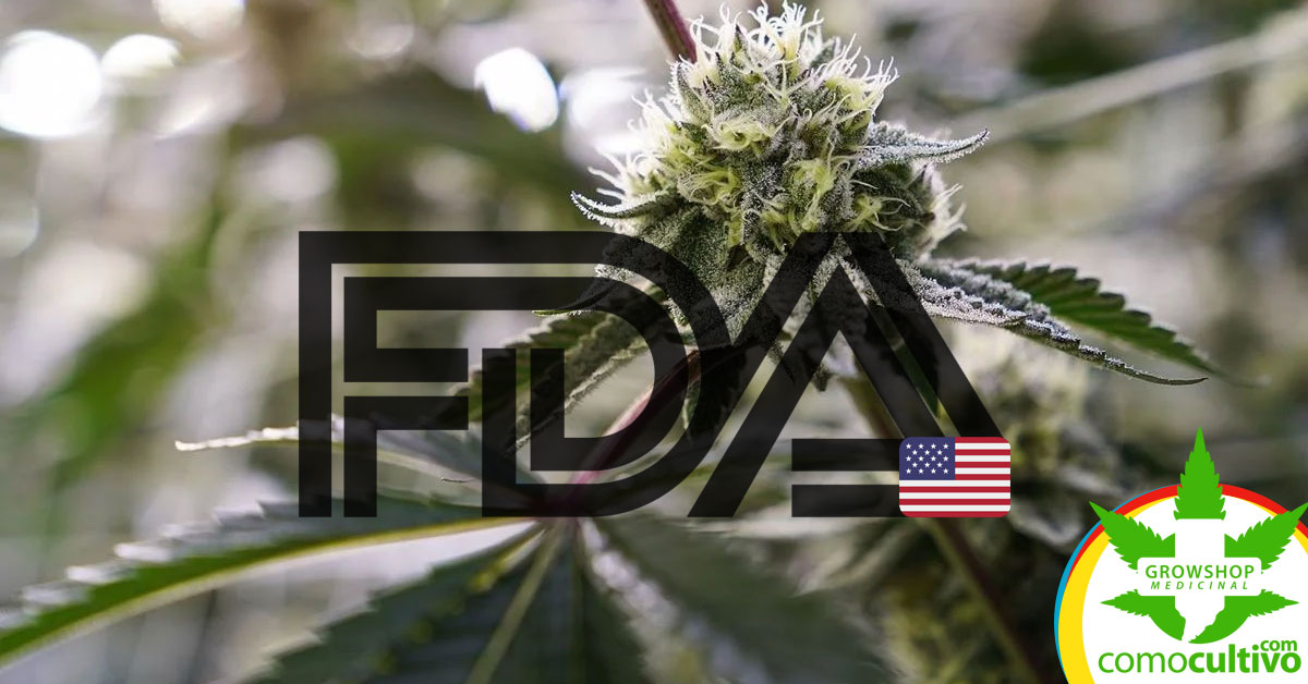 La FDA recomendó reclasificar la Cannabis