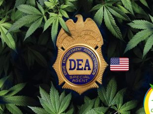 DEA confirma que reclasificará la Cannabis