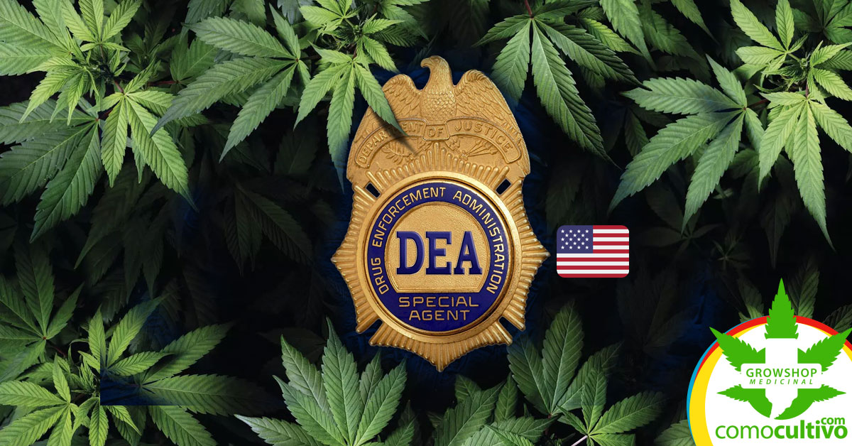 DEA confirma que reclasificará la Cannabis