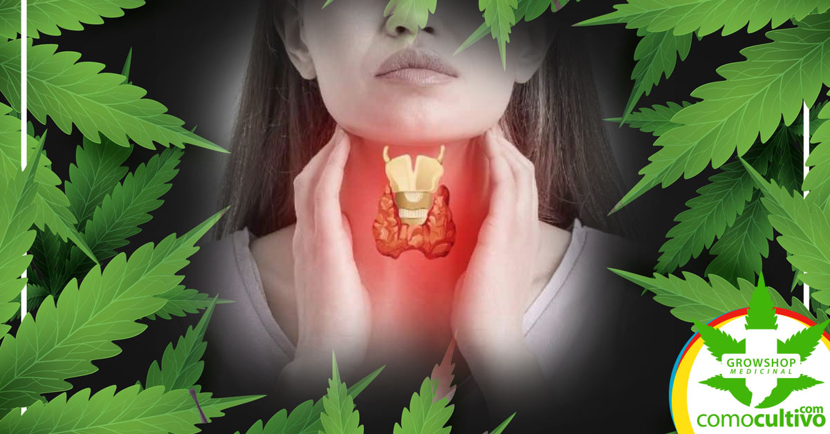 CBD ayuda a la tiroide